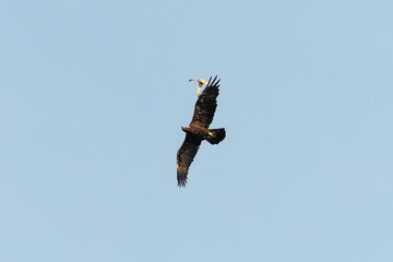 Aigle royal,.Aquila chrysaetos, Golden Eagle, Faucon pèlerin,.Falco peregrinus, Peregrine Falcon
