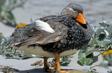 Brassemer des Malouines, Canard vapeur, Tachyeres brachypterus, Iles Falkland, Malouines