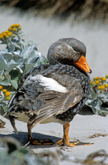 Brassemer des Malouines, Canard vapeur, Tachyeres brachypterus, Iles Falkland, Malouines
