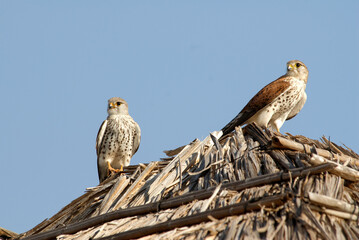 Faucon de Newton, Crécerelle malgache,.Falco newtoni , Malagascar