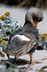 Brassemer des Malouines, Canard vapeur, Tachyeres brachypterus, Iles Falkland, Malouines