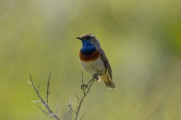 Gorgebleue à miroir,.Luscinia svecica, Bluethroat