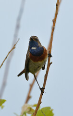 Gorgebleue à miroir,.Luscinia svecica, Bluethroat