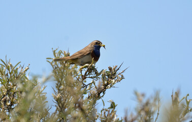 Gorgebleue à miroir,.Luscinia svecica, Bluethroat