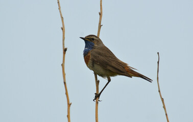 Gorgebleue à miroir,.Luscinia svecica, Bluethroat