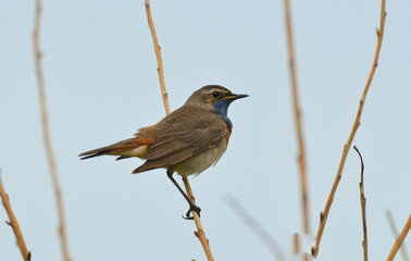 Gorgebleue à miroir,.Luscinia svecica, Bluethroat
