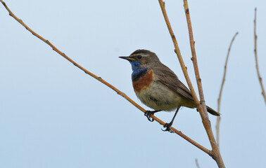 Gorgebleue à miroir,.Luscinia svecica, Bluethroat