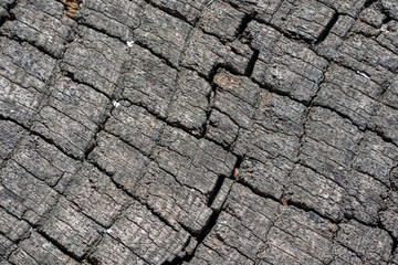 Stunning Tree Bark Textures and Patterns for Nature Photography