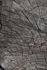 Stunning Tree Bark Textures and Patterns for Nature Photography