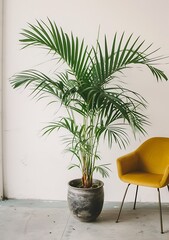 A potted palm plant in an office room, with white walls and a light grey floor and a small yellow chair