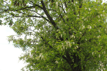 green leaves backgroun, dblooming acacia trees in spring, white spring blossom of acacia on a tree, 