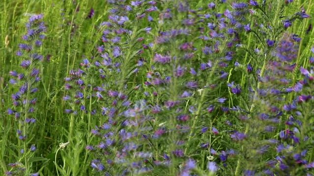 Viper's bugloss plant (Echium vulgare)