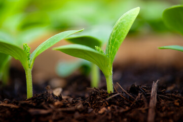 Macro shot of sprouted seedlings of cucumber in universal earth, ready for planting in vegetable garden in open ground. Agriculture. Cultivation of organic vegetables in greenhouse. Web banner