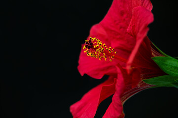 Close-up of vibrant red hibiscus flower, Sudanese rose with yellow pollens, isolated over black...