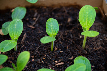 View from above of sprouted seedlings of cucumber in universal earth, ready for planting in vegetable garden in open ground. Agriculture. Cultivation of organic vegetables in greenhouse. Web banner