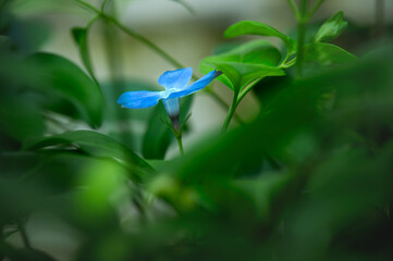 Floral background. Beautiful blue flower in the spring in the backyard