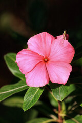 Fototapeta premium A vibrant pink flower with a green stem and leaves.