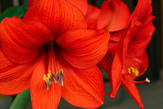 red flower amaryllis close up