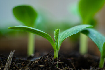 Extreme closeup sprouted cucumber seedling cultivated in fertilized earth. Horticulture. Organic eco farming. Gardening