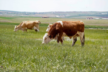 cows are grazing in the meadow