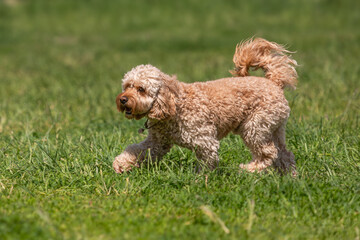 Dog on a walk on a green lawn on a sunny day. Happy pet dog. Thoroughbred dog. Puppy on a walk with a toy. Dog playground. Playful four-legged friends. A puppy makes a need. Loyal pets. Cute puppies.