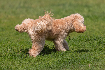 Dog on a walk on a green lawn on a sunny day. Happy pet dog. Thoroughbred dog. Puppy on a walk with a toy. Dog playground. Playful four-legged friends. A puppy makes a need. Loyal pets. Cute puppies.