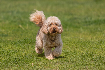 Dog on a walk on a green lawn on a sunny day. Happy pet dog. Thoroughbred dog. Puppy on a walk with a toy. Dog playground. Playful four-legged friends. A puppy makes a need. Loyal pets. Cute puppies.