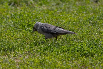 Pigeon in the grass. A wooden bird feeder on a tree. Green background. Chasing pigeons. Feed the birds. Clean feathers. Peck from the ground. Bird kingdom. Young crow. City birds near the bird feeder 