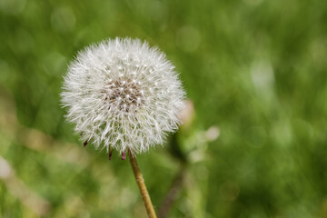 White fluffy dandelion head on green grass background. Fluffy flower. wild flowers Plant growth stage. The beauty of nature. Dandelion with a white cap close-up.