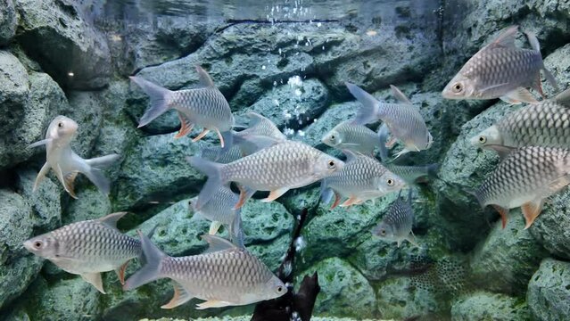 barbonymus schwanenfeldii or schwanenfeld tinfoil barb fish is swimming in aquarium. fewsh water fish in Thailand