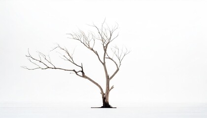 Obraz premium Isolated dead tree on white background