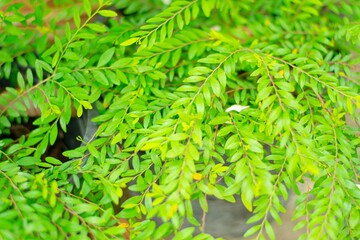 leaves background. green leaf background texture