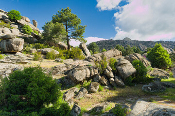 mountains, landscape, view, nature, plants, spring, sunny, flora