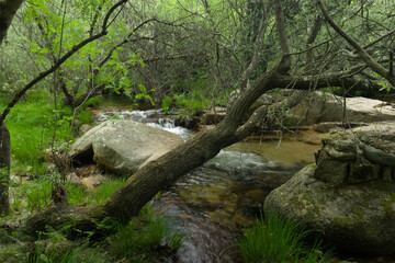 Fototapeta premium landscape, spring, view, river, plants, nature, water, transpare