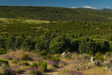 mountains, landscape, view, nature, plants, spring, sunny, flora