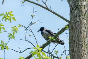 Hooded gray crow sits on tall tree branch. Corvus cornix is eurasian bird species from the genus...