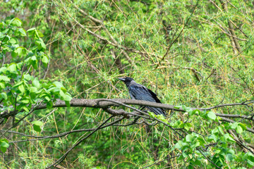Hooded gray crow sits on tall tree branch. Corvus cornix is eurasian bird species from the genus...