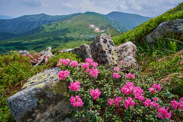 Blooming pink Carpathian rhododendron in the summer Carpathian mountains