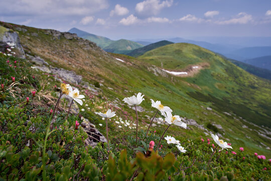 Blooming white flowers of Pulsatilla alpina, the alpine pasqueflower or alpine anemone in the summer Carpathian mountains