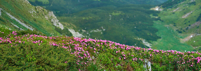 Blooming pink Carpathian rhododendron in the summer Carpathian mountains