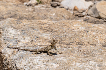 Agama lizard on a large rock which is part of the ruins at Megiddo National Park in Israel.
