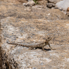 Agama lizard on a large rock which is part of the ruins at Megiddo National Park in Israel.
