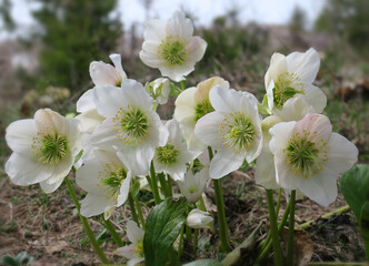 Christrosen - Helleborus niger, black hellebore