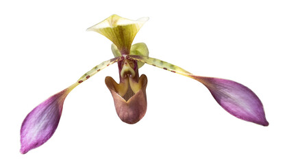 Beautiful brown, green and purple colored orchid blossom flower, close up, isolated image on transparent background, spring, summer