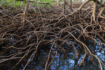 Roots of mangrove trees growing in the water. Samana