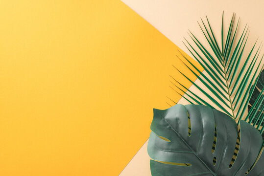 Artistic arrangement of tropical palm and monstera leaves against a dual-tone yellow and white background, invoking a fresh summer vibe