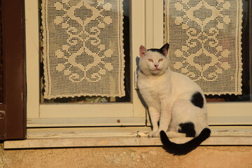 cat on window