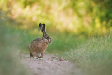 A cute young european hare sits on the field. Lepus europaeus