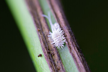 woolly aphid macro shot