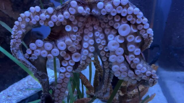 Closeup of a solitary octopus (unidentified species), with many suckers along its arms, crawling across the glass wall of a saltwater tank in an aquarium along the Gulf Coast of southwest Florida
